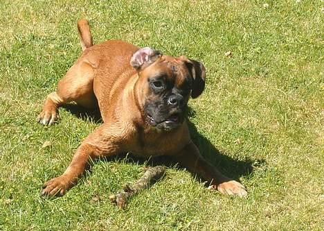 Boxer Bølle - 2005 billede 13