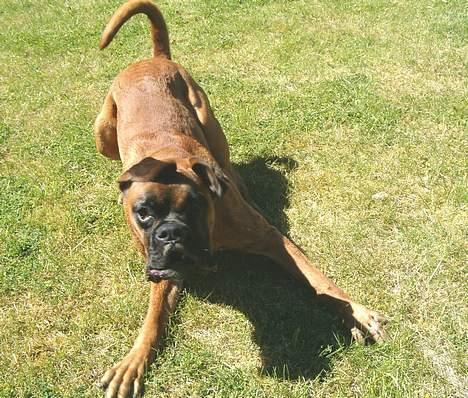 Boxer Bølle - 2006 billede 14