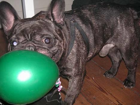 Fransk bulldog Miro AKA Bassefugl - HAP! billede 1