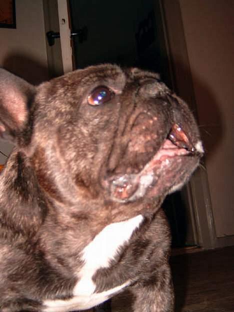 Fransk bulldog Miro AKA Bassefugl - hey, gi mig li´ nogle flere af de der frolic! billede 2