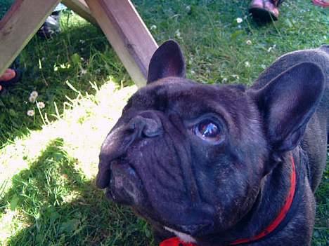 Fransk bulldog Miro AKA Bassefugl - Sommer i haven med sløjfe på billede 3