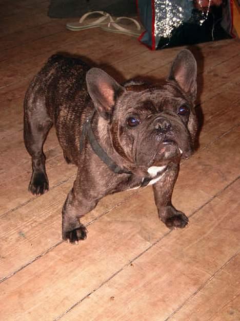 Fransk bulldog Miro AKA Bassefugl - Stik mig en frolic...  billede 4