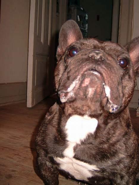 Fransk bulldog Miro AKA Bassefugl - Giv mig så den frolic!!!!!!!! billede 5