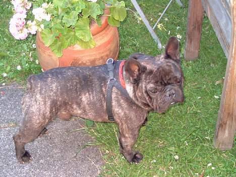 Fransk bulldog Miro AKA Bassefugl - Hva skal jeg nu finde på...? billede 6