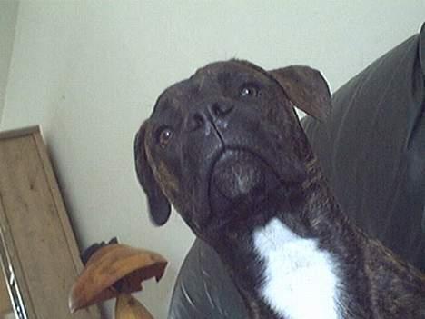 Amerikansk bulldog nipz billede 3