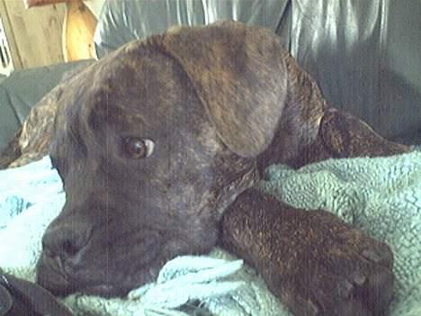 Amerikansk bulldog nipz billede 4