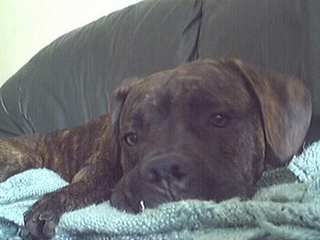 Amerikansk bulldog nipz billede 5