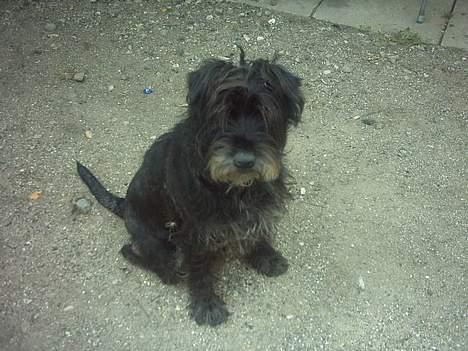 Mellemschnauzer knold  billede 11