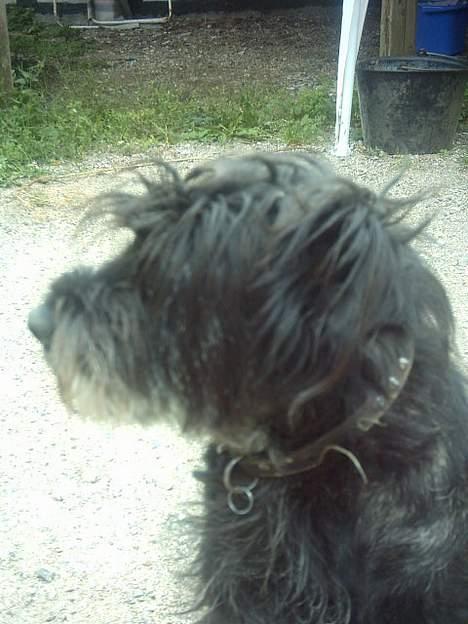 Mellemschnauzer knold  billede 12