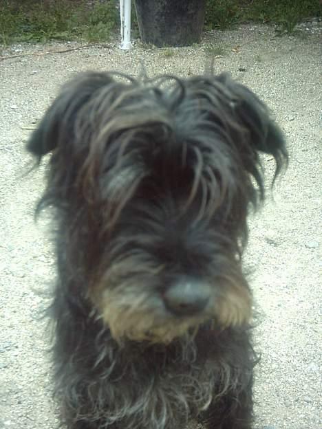 Mellemschnauzer knold  billede 13