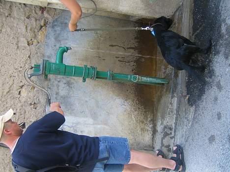 Blanding af racer BUSTER - puha det er varmt billede 10