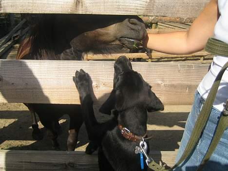 Blanding af racer BUSTER - vil du have en hundemøs billede 13