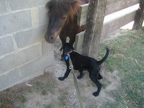 Blanding af racer BUSTER - Elsker den franske pony billede 14