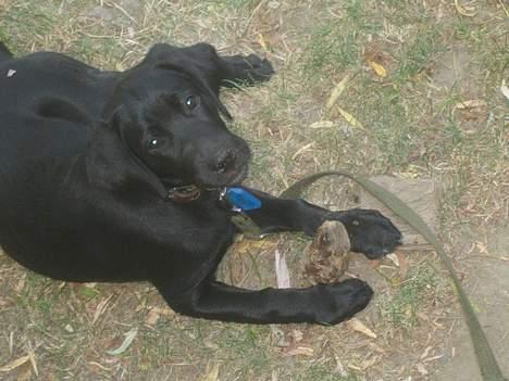 Blanding af racer BUSTER - Ferie i Frankrig billede 15