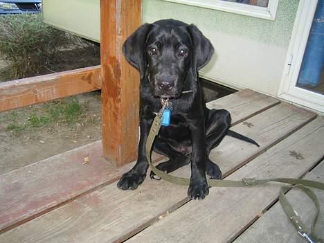 Blanding af racer BUSTER - ferie i Frankrig billede 16