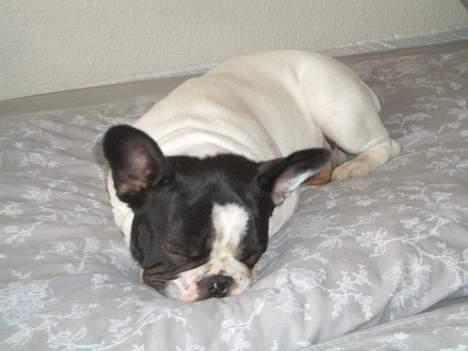 Fransk bulldog Frigg - Min nye ynglingsplads..... billede 13