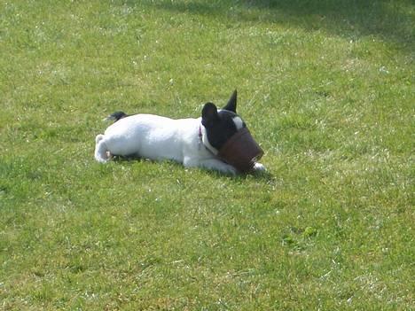 Fransk bulldog Frigg - En dag i haven.... billede 14