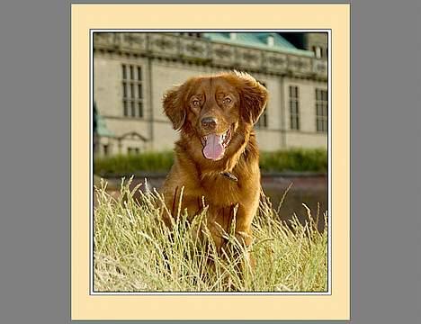 Nova scotia duck tolling retriever Fievel *Himmelhund* - Her er Fievel hos en amatørfotograf. Men jeg synes om resultatet billede 1