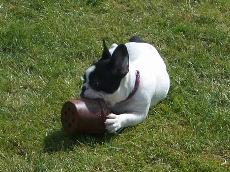 Fransk bulldog Frigg - Alt skal undersøges og smages på billede 15