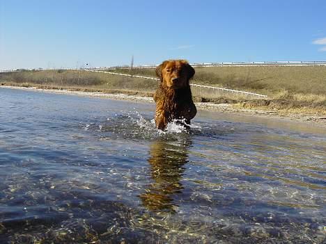 Nova scotia duck tolling retriever Fievel *Himmelhund* - Fievel elsker vand! billede 2