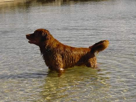 Nova scotia duck tolling retriever Fievel *Himmelhund* - Når han først er kommet i vandet kan jeg godt vinke farvel til al lydighed!! billede 3