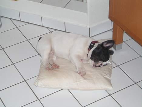 Fransk bulldog Frigg - Frigg har taget sin pude med ud på badeværelset billede 16