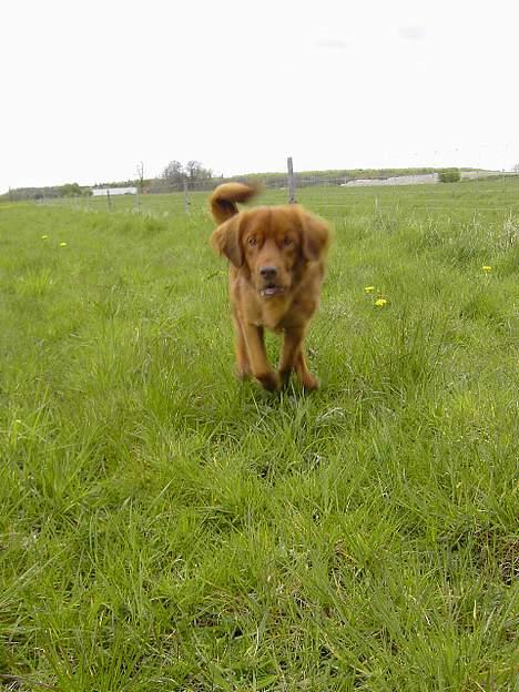 Nova scotia duck tolling retriever Fievel *Himmelhund* - STOP!!!! Udenom fotografen tak! billede 4