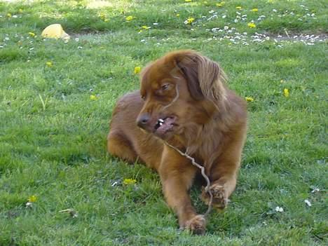 Nova scotia duck tolling retriever Fievel *Himmelhund* - Mmmmm.... en pind at tygge i kan man da altid bruge billede 5
