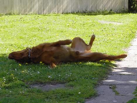 Nova scotia duck tolling retriever Fievel *Himmelhund* - Og når pinden så er splittet i 1000 stykker, kan man altid tage sug en lur billede 6