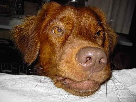 Nova scotia duck tolling retriever Fievel *Himmelhund* - Nåhhh ja, man kan jo ikke altid se ud som om man er hos fotografen :) billede 7