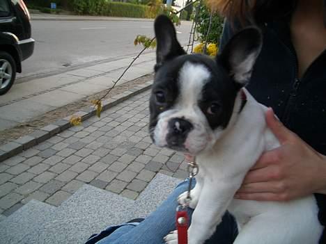 Fransk bulldog Frigg - Skulle vi ikke ud og gå?? billede 17