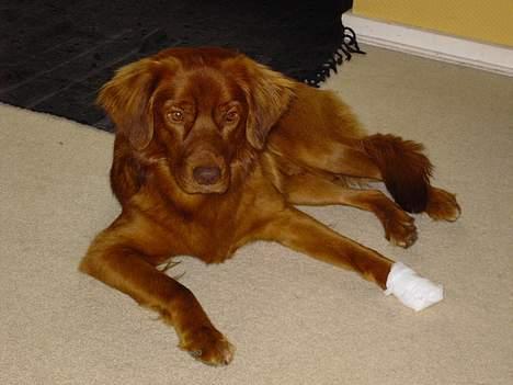 Nova scotia duck tolling retriever Fievel *Himmelhund* - Fievel med sin såret pote. Han skar den op på en sten i skoven billede 8