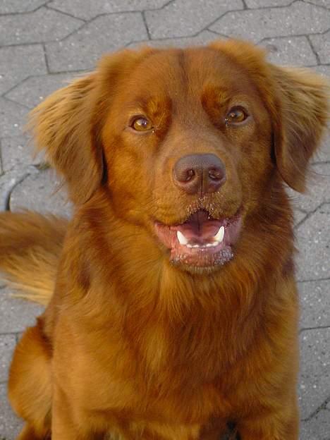 Nova scotia duck tolling retriever Fievel *Himmelhund* - Fievel, når man kan få ham til at sidde stille foan kameraet billede 9