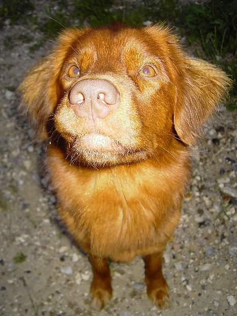 Nova scotia duck tolling retriever Fievel *Himmelhund* - "Var det mig du kaldte på??" billede 10