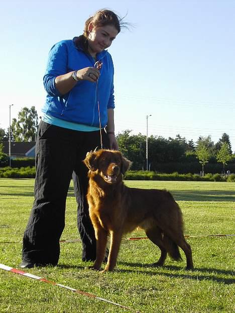 Nova scotia duck tolling retriever Fievel *Himmelhund* - Fievel til sin 1. ringtræning billede 12