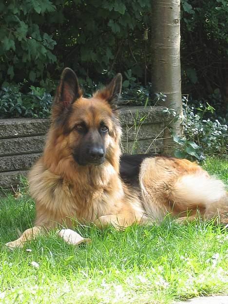 Schæferhund Cia billede 12