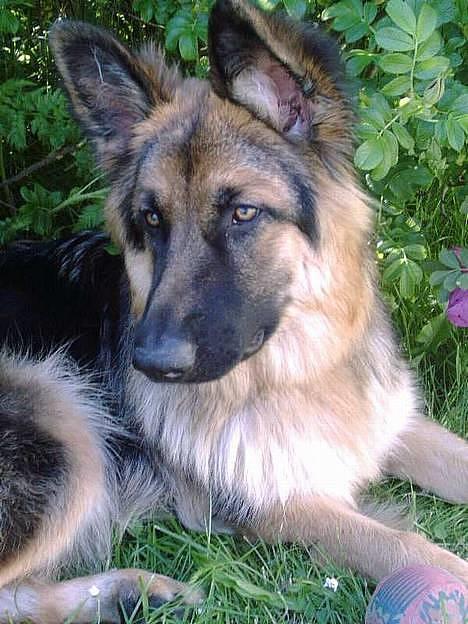 Schæferhund Cia billede 13