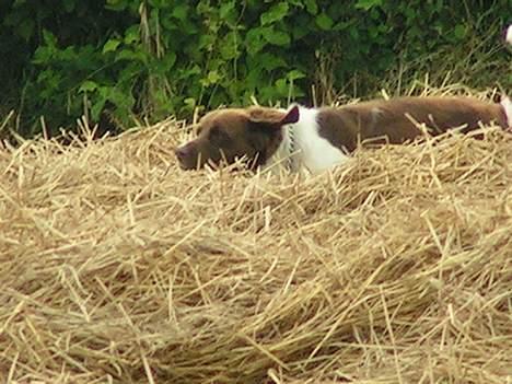 Kleiner münsterländer Basso - det er altid dejligt med en løbe tur på marken!! billede 5