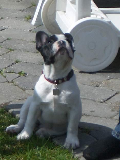 Fransk bulldog Frigg - Får jeg snart en godbid? billede 18
