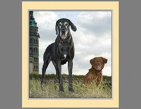 Nova scotia duck tolling retriever Fievel *Himmelhund* - Her er Fievel og hans "storesøster" Dharma billede 14