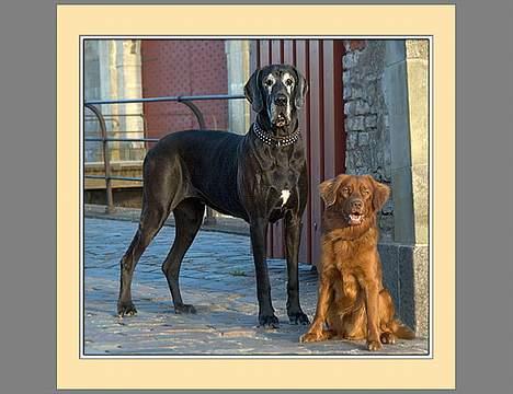 Nova scotia duck tolling retriever Fievel *Himmelhund* - "Portens vogtere" billede 15