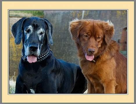 Nova scotia duck tolling retriever Fievel *Himmelhund* - Hi hi det er lige før man skulle tro at de var lige store billede 16