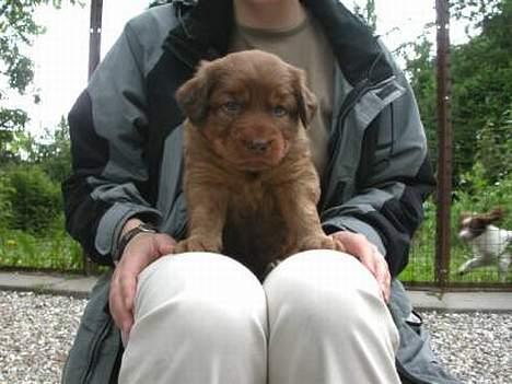 Nova scotia duck tolling retriever Fievel *Himmelhund* - Fievel som næsten 7 uger. billede 17