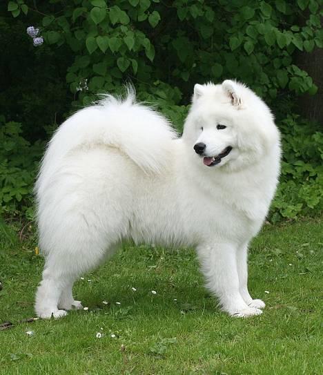 Samojedhund Kiaks Kenzo of Dancer - 12 mdr billede 12