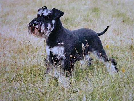Dvaergschnauzer Cookie - Smukke lille mig billede 1