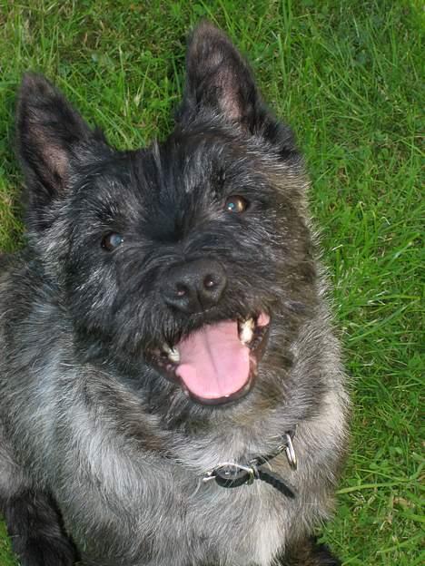 Cairn terrier Sylvester - Gammelt billed, lige da vi fik ham. billede 3