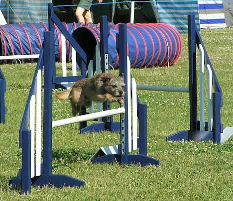 Border terrier Charlie - Finaleløb Dania Cup 2005 billede 1