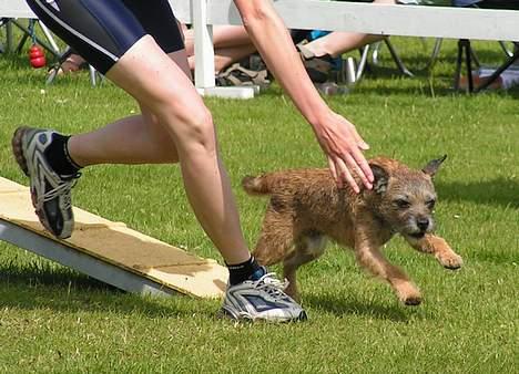 Border terrier Charlie - Jutlandia cup 2004 billede 2