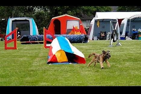 Border terrier Charlie - Langeland 2001 billede 3