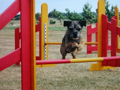 Border terrier Charlie - Jump! billede 4